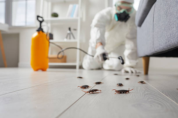 Post-Treatment Bed Bug Interceptor Monitoring in Loganville